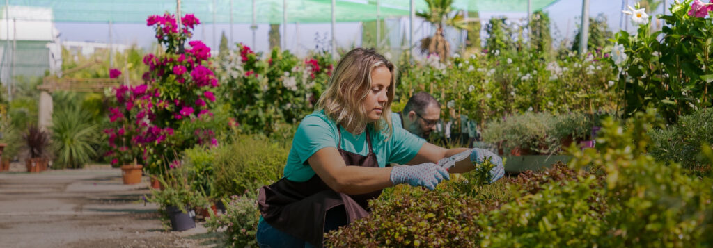 Person in teal shirt pruning flowers with shears in a garden filled with pink and white blooms, potted plants, and a shaded net-covered area in the background.