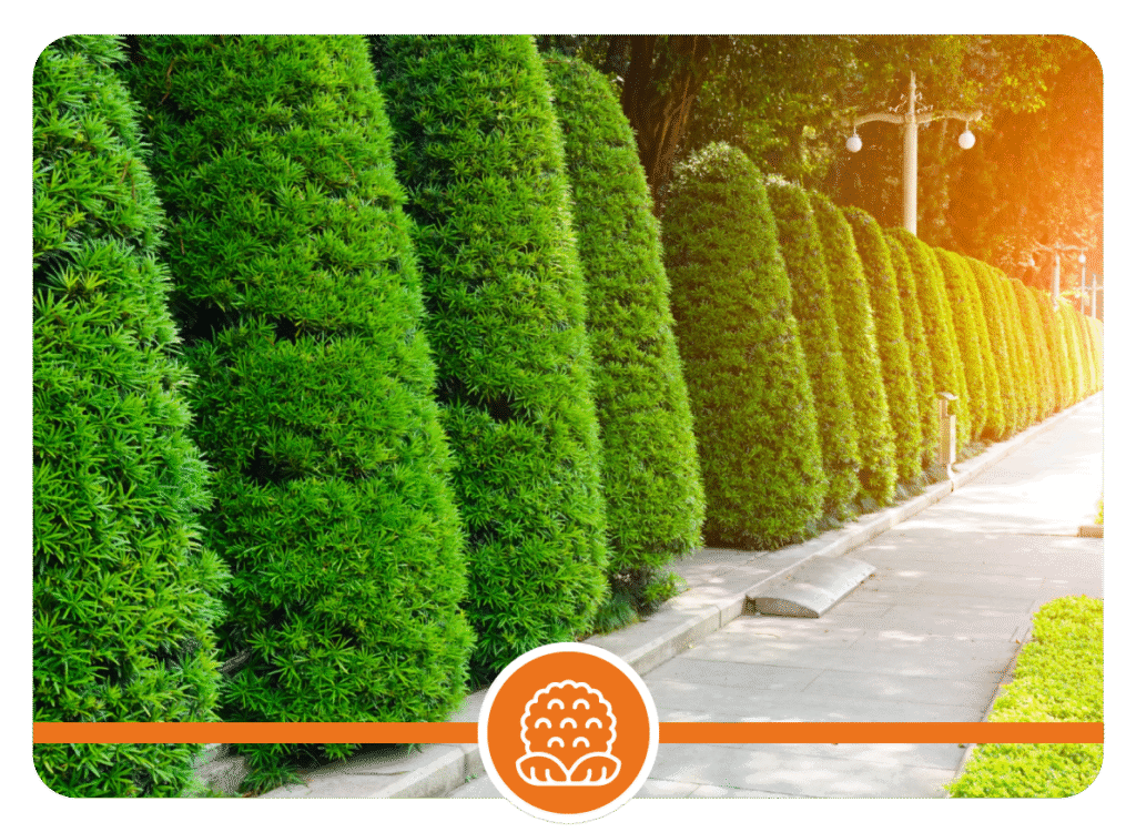 Row of cone-shaped green bushes trimmed along a concrete sidewalk with street lamps in the background, bordered below by an orange band with a stylized tree logo.